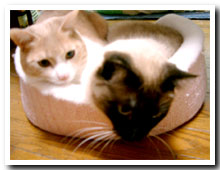 cats