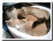 cats