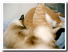 cats