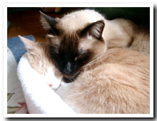 cats