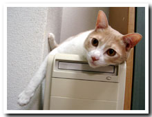 cats