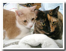 cats