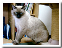 cats