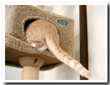 cats