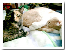 cats