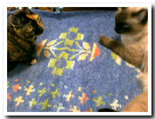 cats