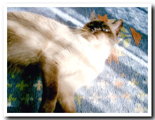 cats