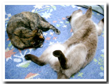 cats
