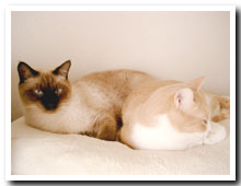 cats