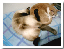 cats