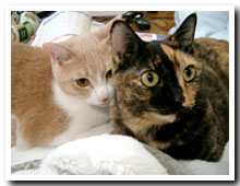 cats