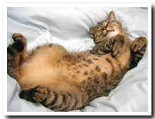 cats