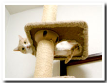 cats