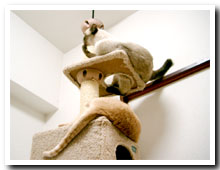 cats