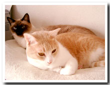 cats
