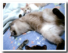 cats