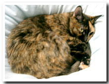 cats