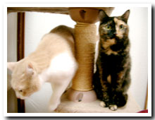 cats