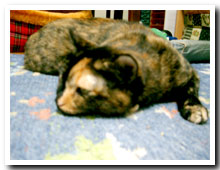 cats