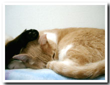 cats