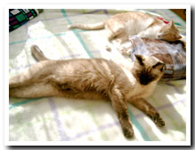 cats