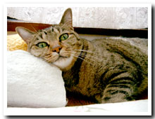 cats