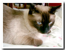 cats