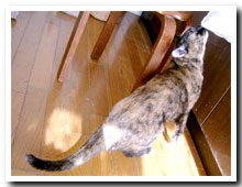 cats