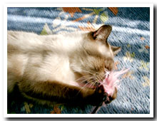 cats