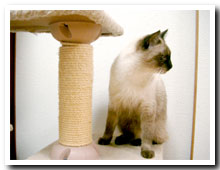 cats