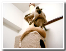 cats