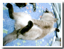 cats