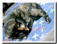 cats