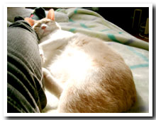 cats