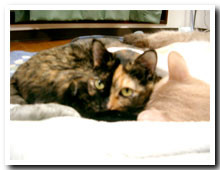cats
