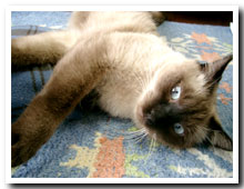cats