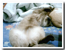 cats
