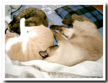 cats