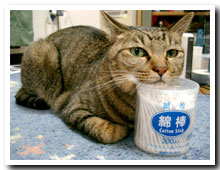 cats