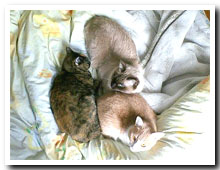 cats