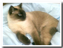 cats