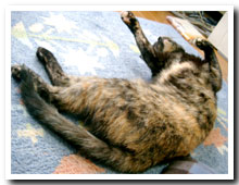 cats