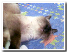 cats