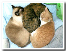 cats