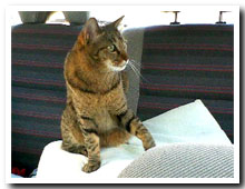 cats