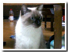 cats