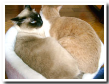 cats
