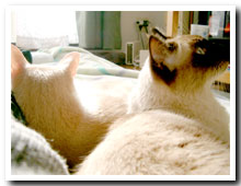 cats