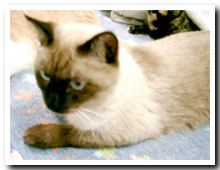 cats
