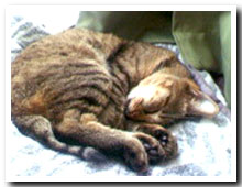cats